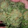 Be At The Top Of Search Engines With Buy Weed Online