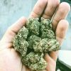 Don’t Delay When It Comes To Using Cheap Weed