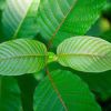 Be At The Top Of Search Engines With Kratom Vendor