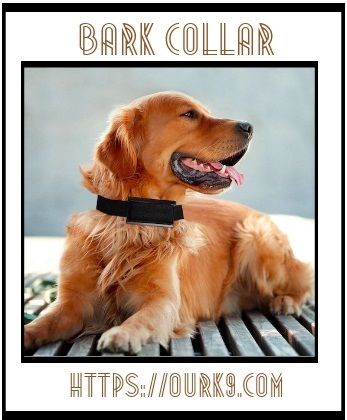 Is Shock Collar Valuable?