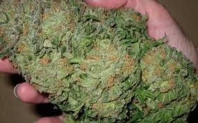 Be At The Top Of Search Engines With Buy Weed Online